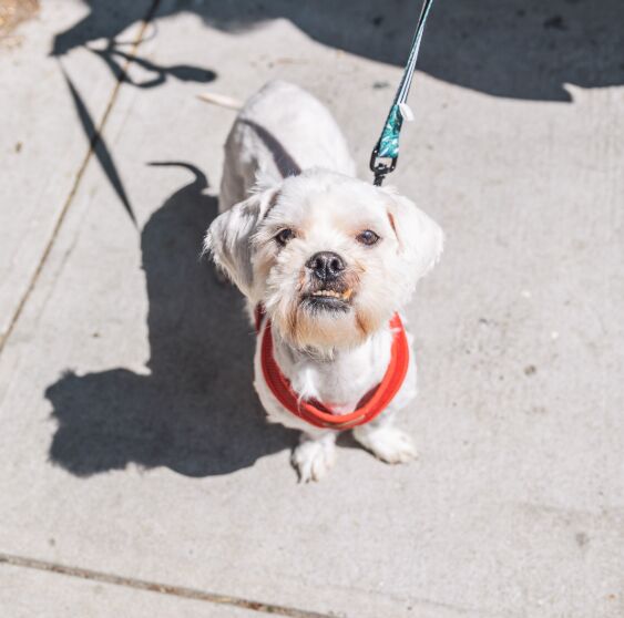 Comprehensive Dog Training Guide image